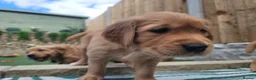 Golden Retriever dogs for sale: Stunning dark golden retriever puppies for sale - Advert 37