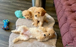 Miniature Poodle dogs for sale: LUXURY Litter of KC Registered Miniature Poodles - Image 1