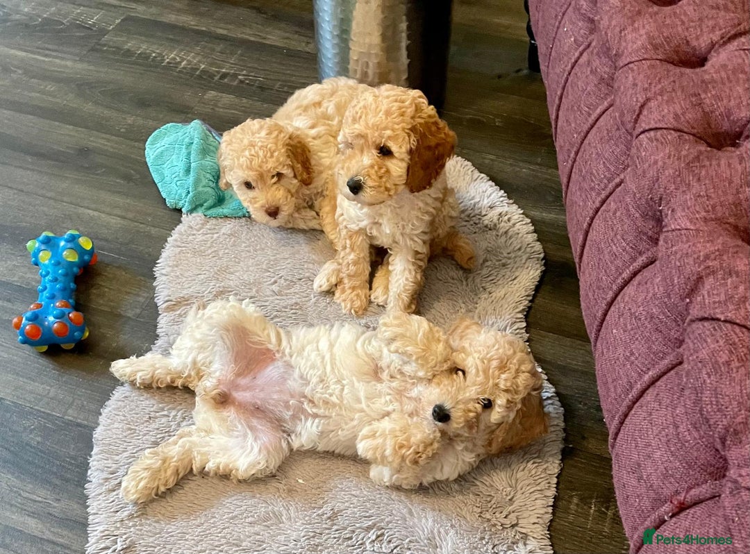 Miniature Poodle dogs for sale: LUXURY Litter of KC Registered Miniature Poodles - Image 1