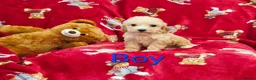Cockapoo dogs for sale: ⚜️Pure Quality Cockapoos ⚜️ - Advert 16