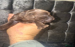 Cockapoo dogs for sale: Beautiful chocolate merle cockapoos  - Image 14