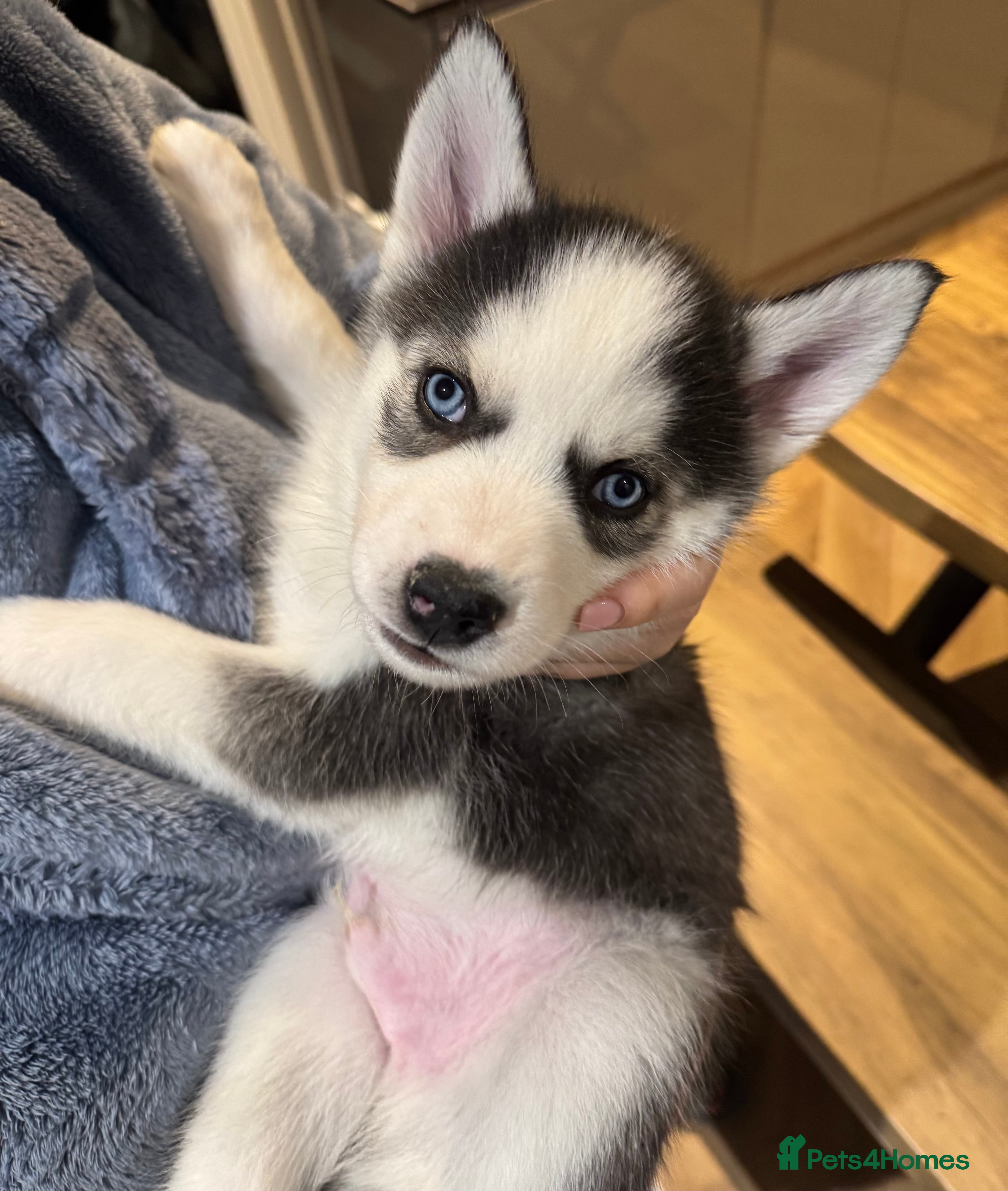 Siberian Husky dogs KC REGISTERED SIBERIAN PUPS MOM&DAD CAN BE SEEN - Advert 5