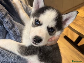 Siberian Husky dogs KC REGISTERED SIBERIAN PUPS READY IN ONE WEEK - Advert 1