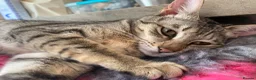 Savannah cats for sale: FULL PEDIGREE SAVANNAH girl KITTEN F5 SBT - Advert 14