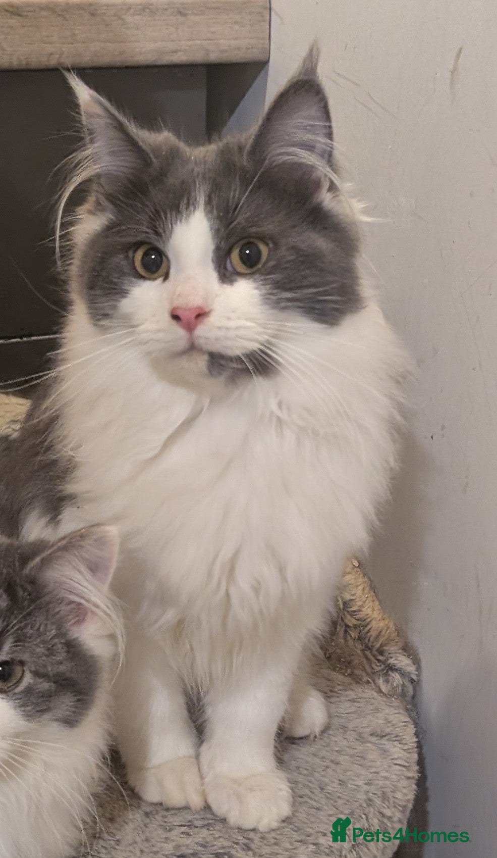 Maine Coon cats Maine Coon Pedigree kittens - Advert 11