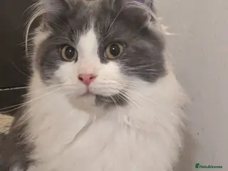 Maine Coon cats Maine Coon Pedigree kittens - Advert 11