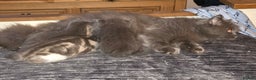 British Shorthair cats for sale: Beautiful fluffy kittens - Advert 1