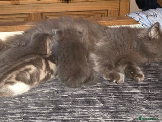 British Shorthair cats Beautiful fluffy kittens - Advert 9