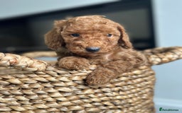 Miniature Poodle dogs for sale: 🐾 Beautiful KC 🦊 Red Miniature Poodle Puppies 🐾 - Image 5