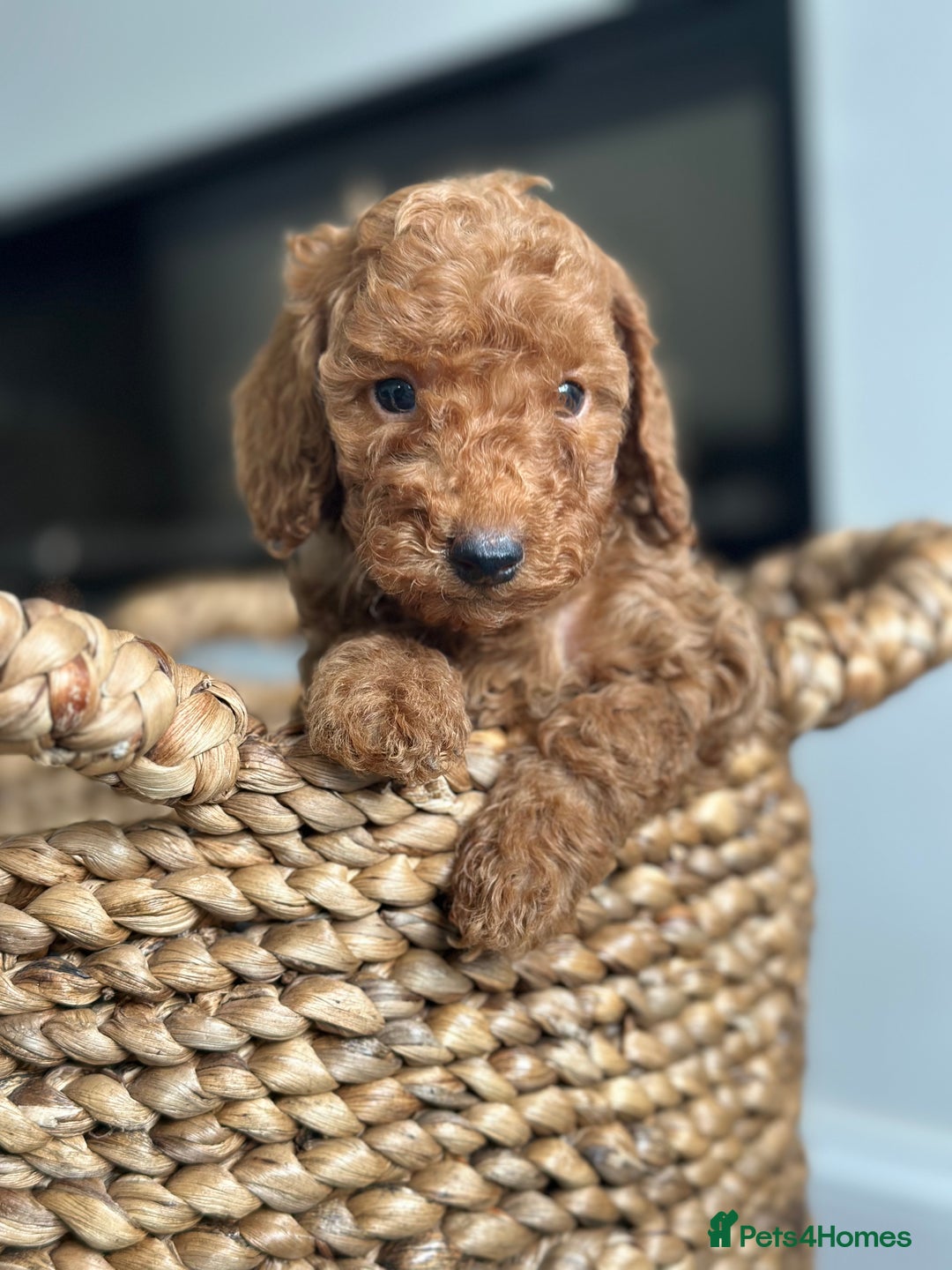 Miniature Poodle dogs for sale: 🐾 Beautiful KC 🦊 Red Miniature Poodle Puppies 🐾 - Image 5