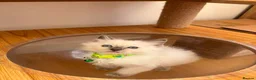 Ragdoll cats for sale: Beautiful Ragdoll cat - Advert 6