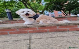Mixed Breed dogs for stud: Tobii - Image 8