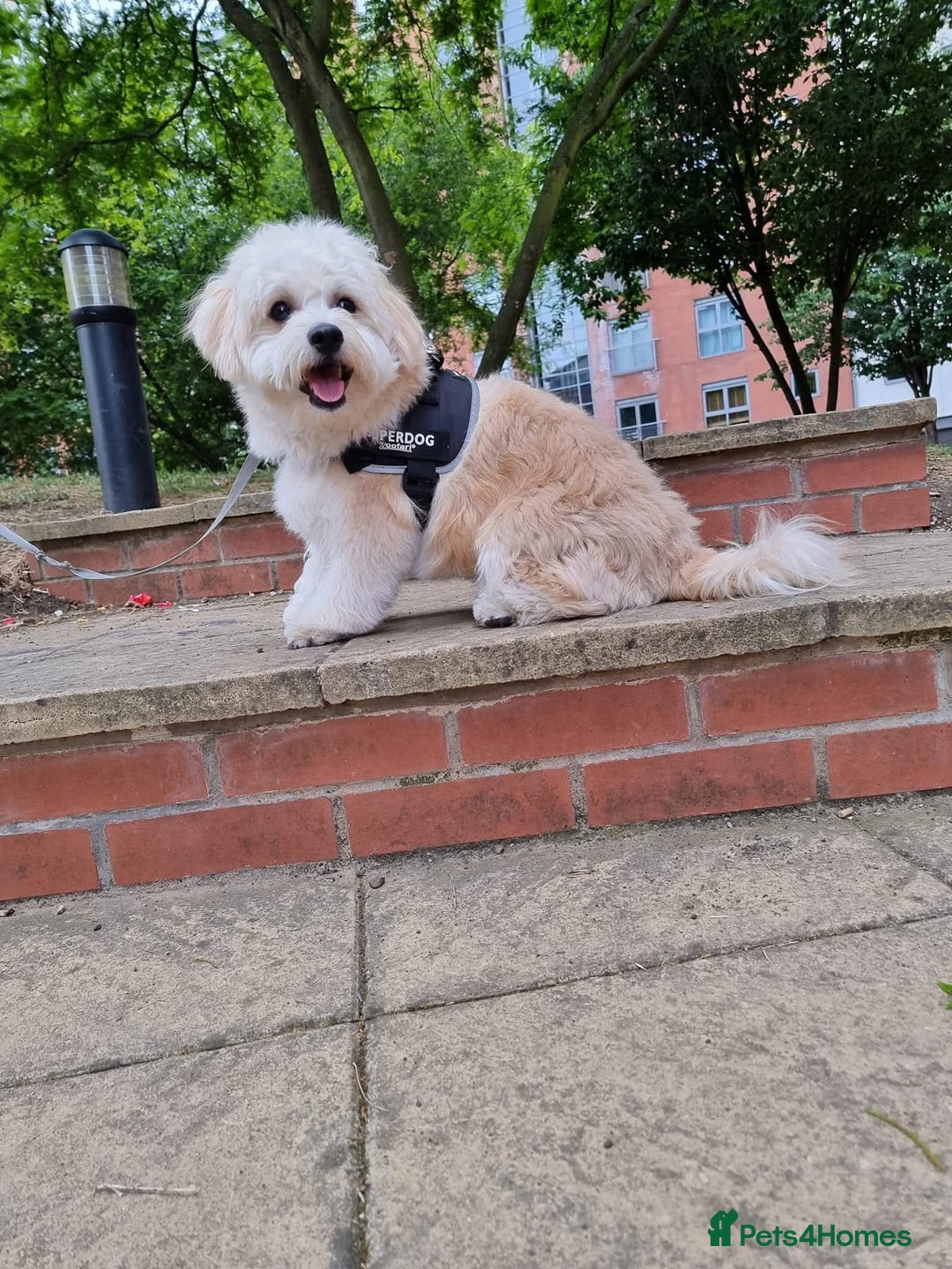Mixed Breed dogs for stud: Tobii - Image 8
