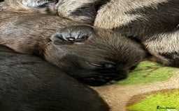 American Bully dogs for sale: RARE FLUFFY POCKET BULLIES - Image 17