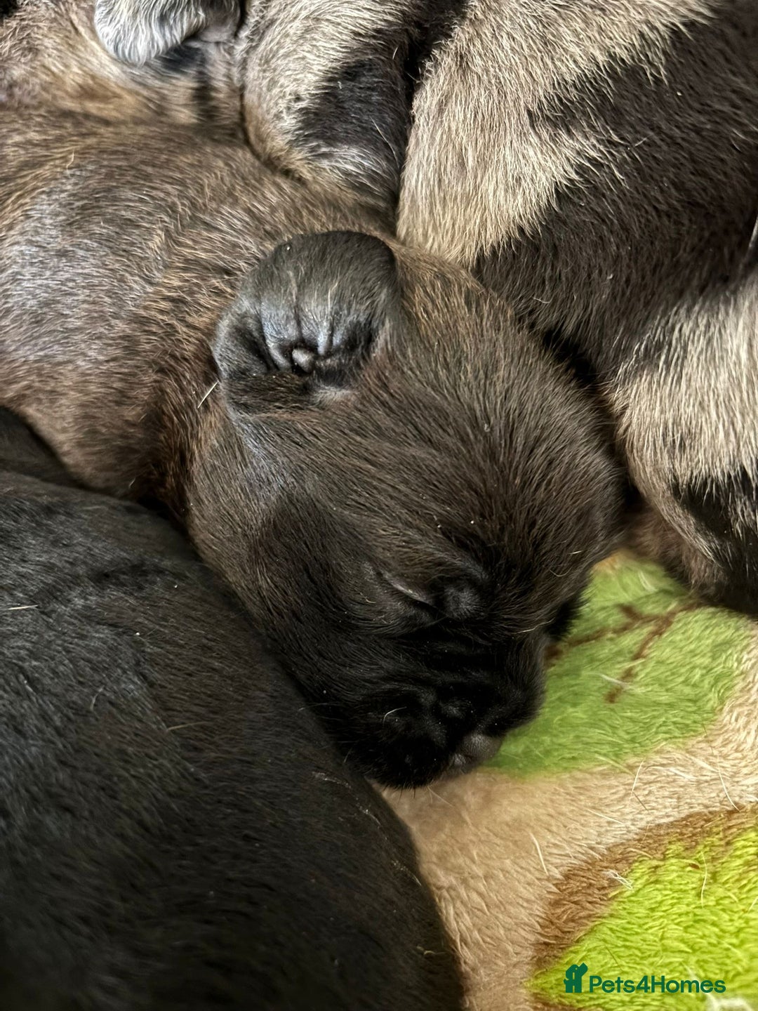 American Bully dogs for sale: RARE FLUFFY POCKET BULLIES - Image 17