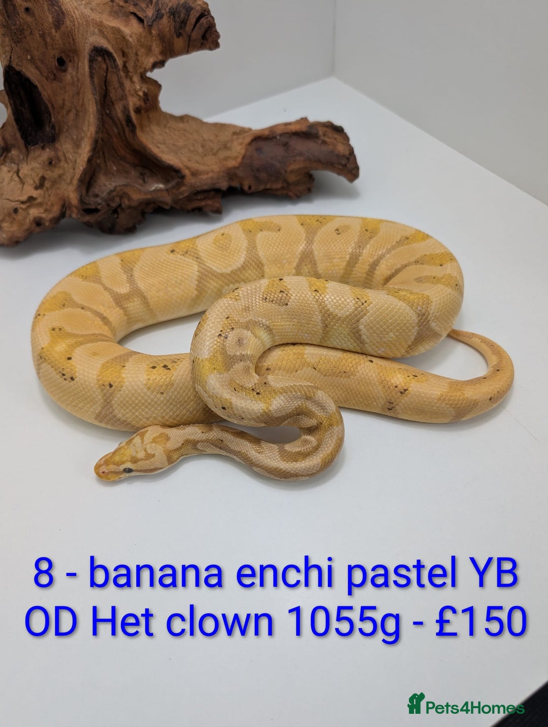 Python Snake reptiles for sale: Mixed morph ball pythons - Advert 8