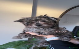 Yorkshire Terrier dogs for sale: Colourful Biewer Yorkshire terriers  - Advert 15