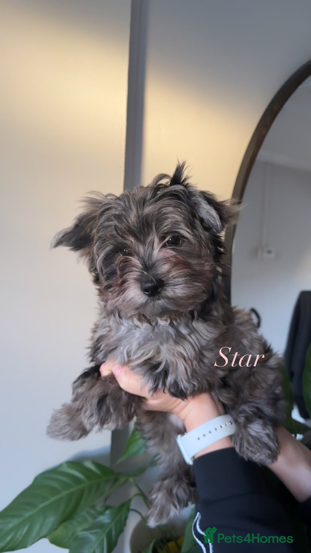 Yorkshire Terrier dogs for sale: Colourful Biewer Yorkshire terriers  - Advert 15