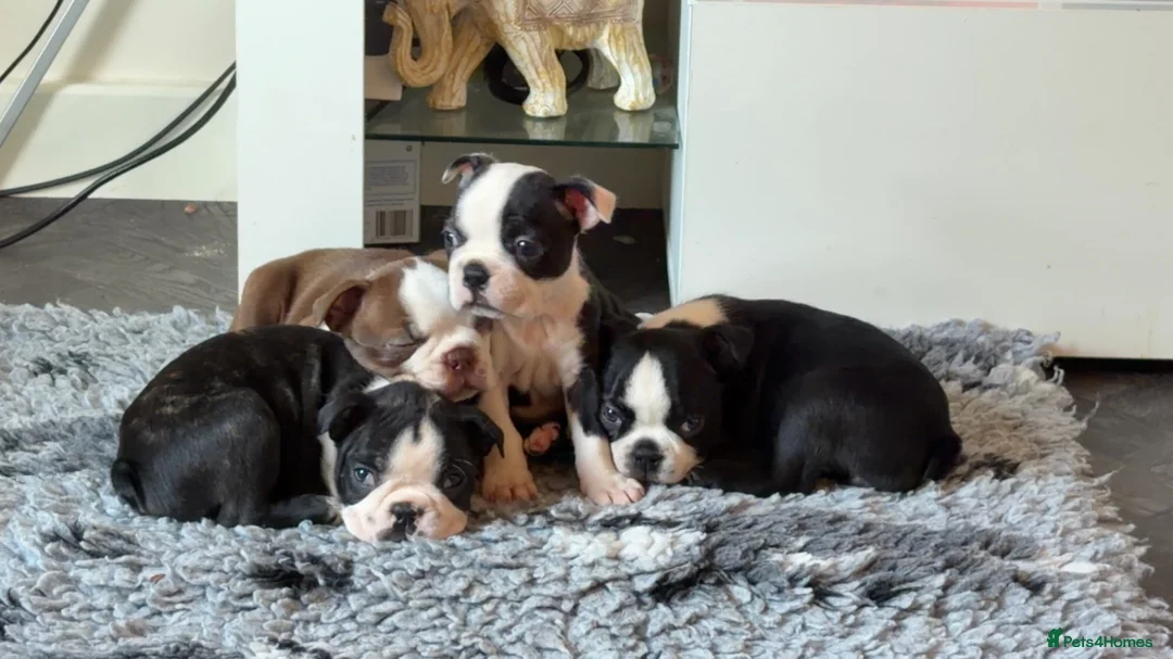Boston Terrier dogs for sale: Quality Lines KC Registered Boston Terrier Puppies - Advert 2