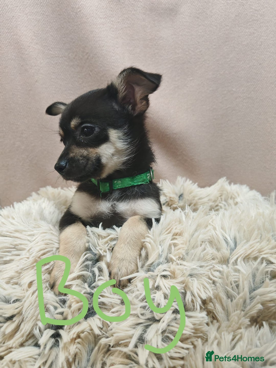 Pomchi dogs for sale: Pomchi puppies  - Advert 7
