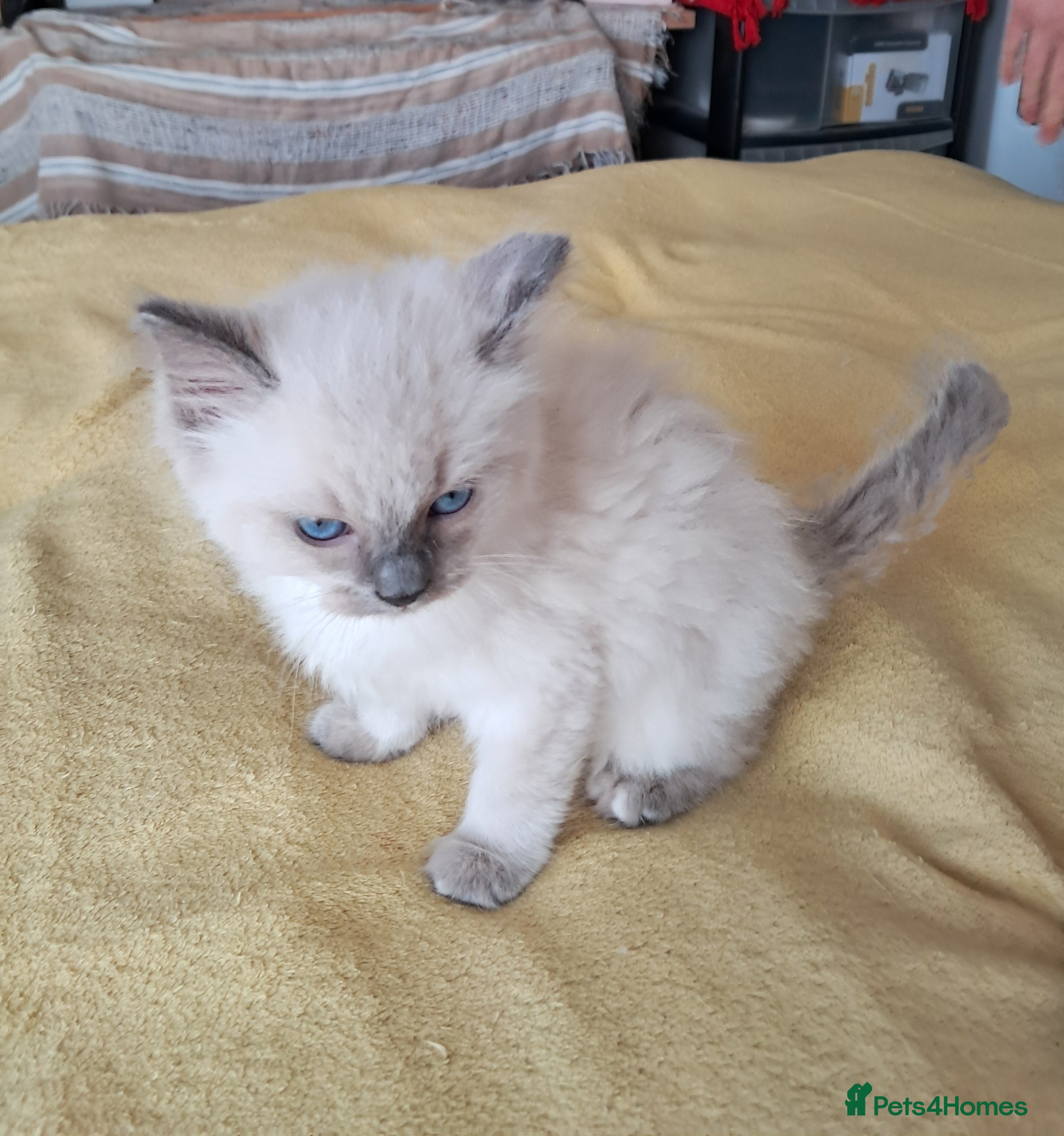 Ragdoll cats Pure bred beautiful Ragdoll kittens - Advert 2