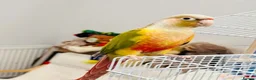 Conures birds for sale: Male Pineapple conure  in Oldham - Advert 3
