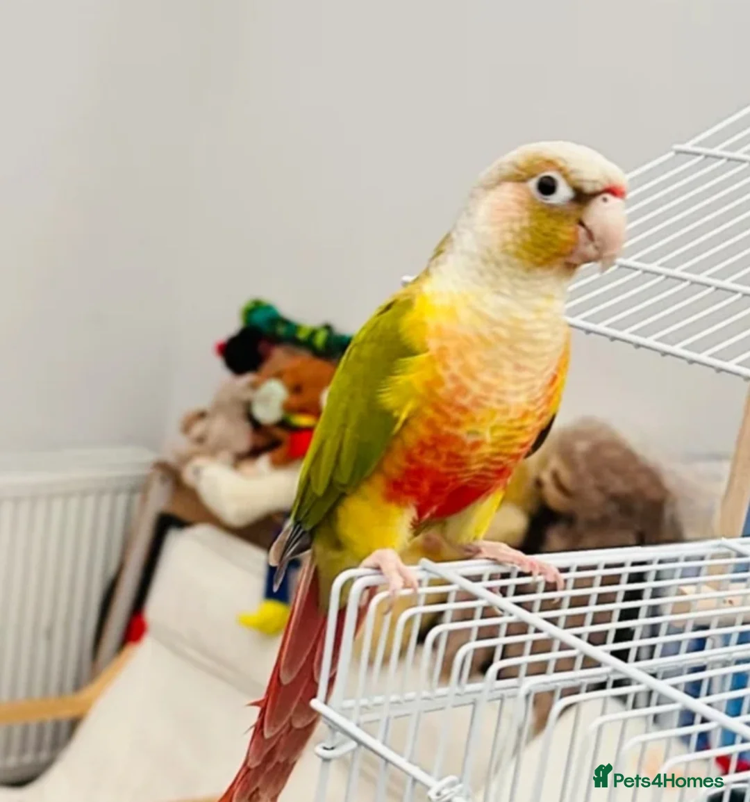 Conures birds for sale: Male Pineapple conure  in Oldham - Advert 3