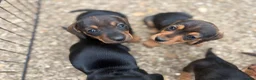 Miniature Dachshund dogs for sale: Miniature Daschunds - Advert 21