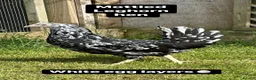 Chickens poultry for sale: Coloured hybrid hens at pol - Advert 4