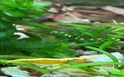 Shrimps fish for sale: freshwater shrimp in assorted colors  - Image 5