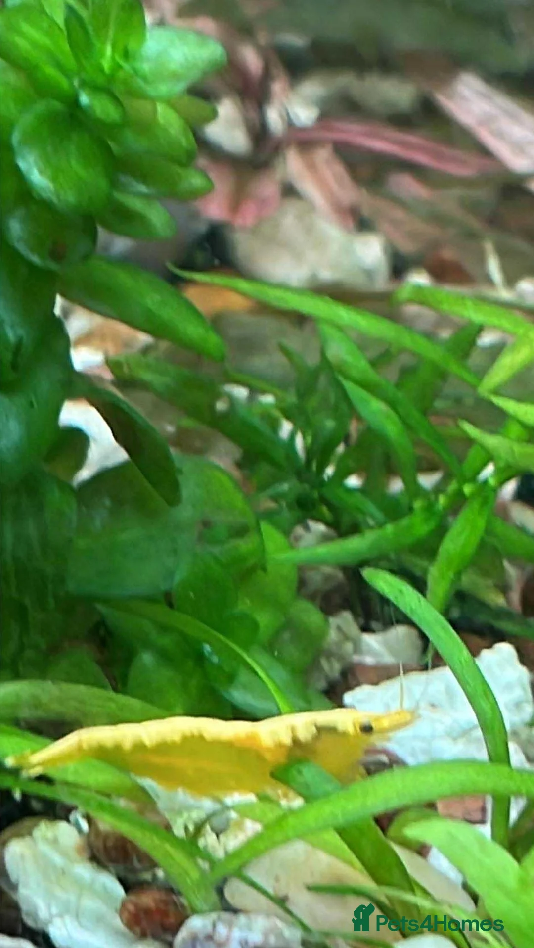 Shrimps fish for sale: freshwater shrimp in assorted colors  - Advert 5