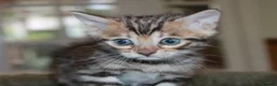 Bengal cats for sale: Last Boy Left! Brown Rosette Bengal Kitten! - Advert 11