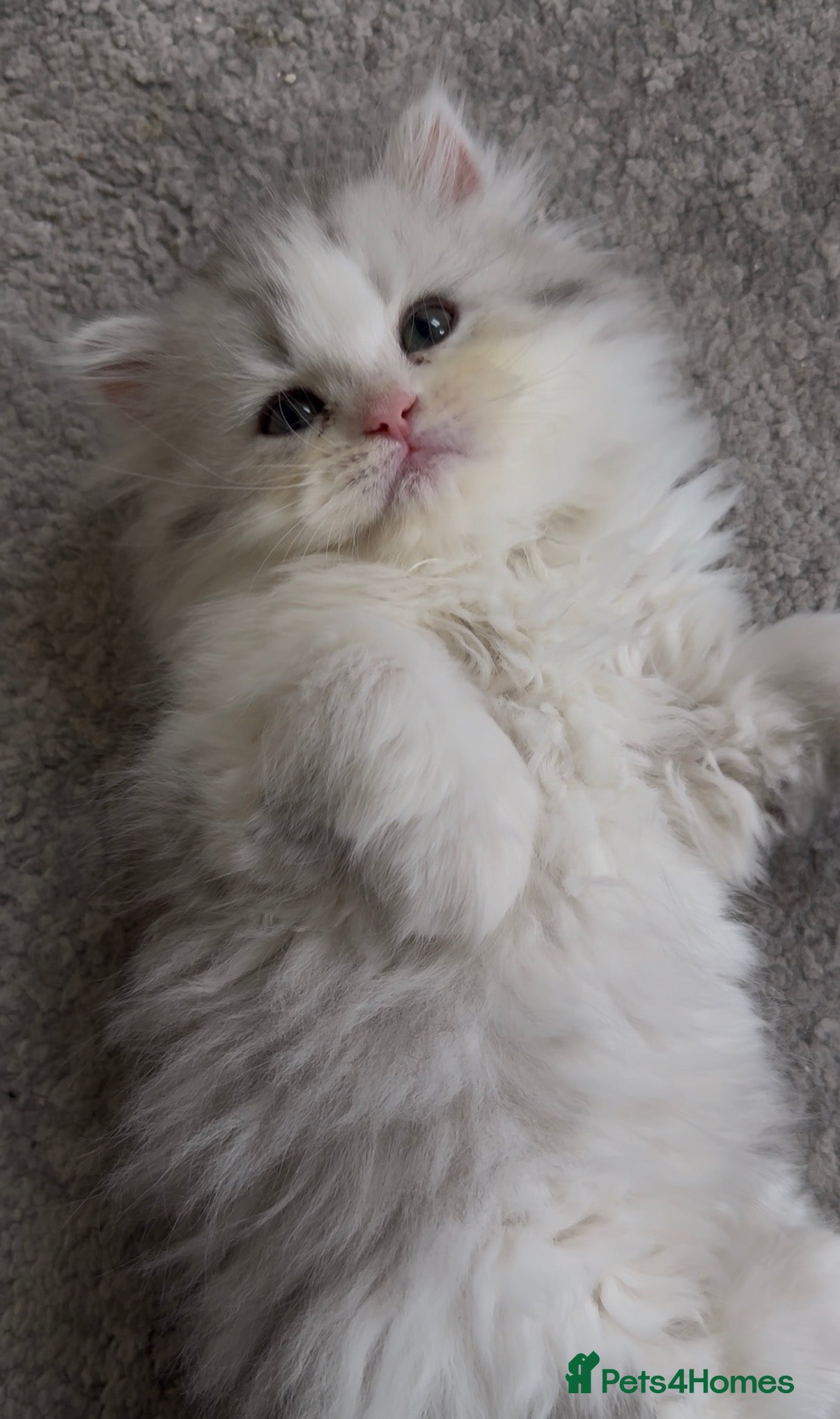 Persian cats for sale: Persian doll face kittens - Advert 7