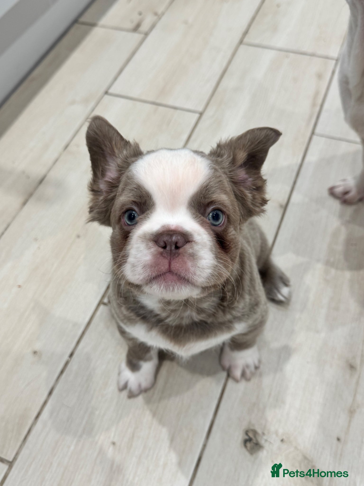 French Bulldog dogs *Ready NOW!!**Beautiful Fluffy Frenchies!  - Advert 2