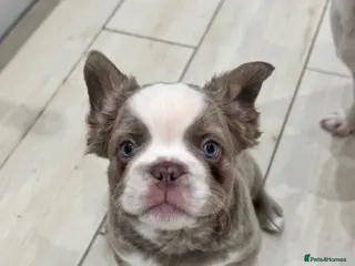 French Bulldog dogs *Ready NOW!!**Beautiful Fluffy Frenchies! - Advert 6
