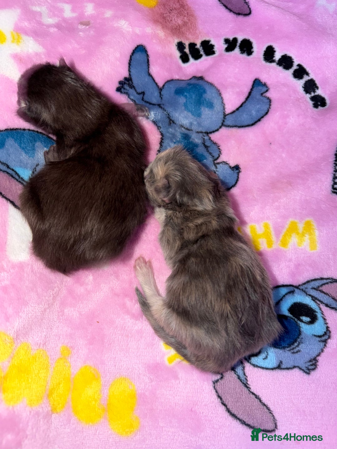 Maine Coon cats for sale: Boy Maine coon - Advert 1