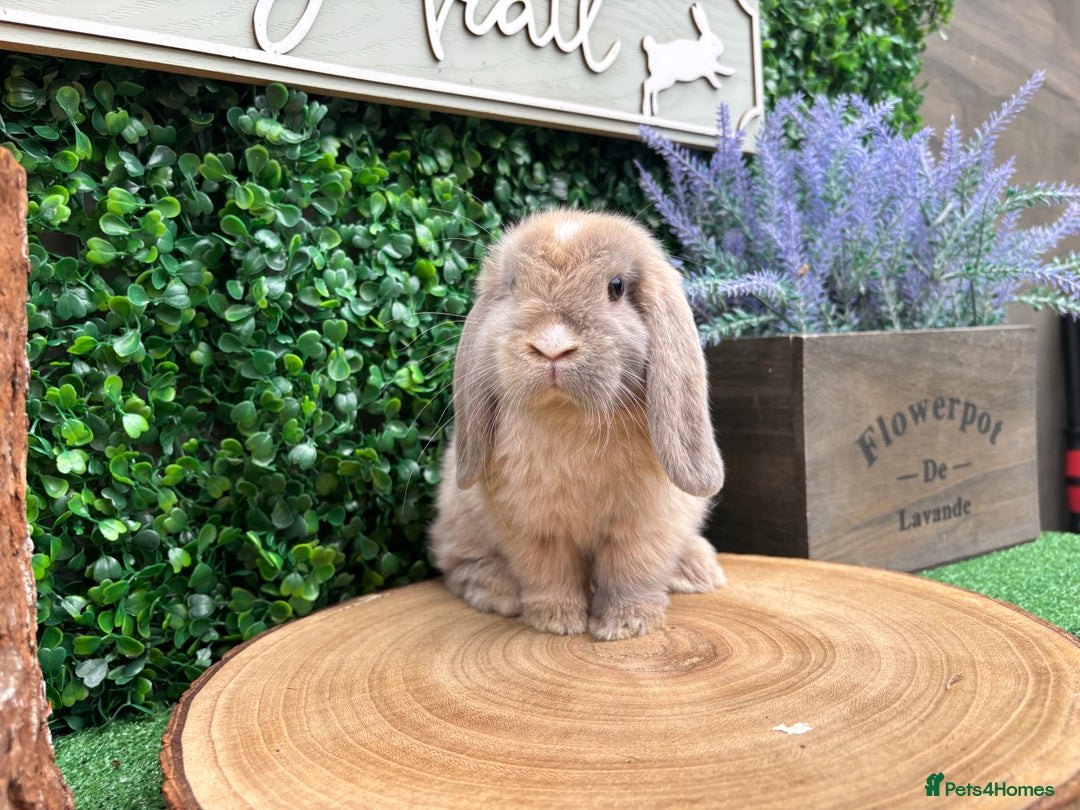 Mini Lop rabbits for sale: Mini lop babies 🌟 in Hartlepool - Image 11