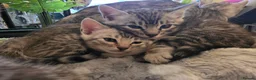 Bengal cats for sale: Beautiful Silver Bengal Kittens Ready soon in Southampton - Advert 14