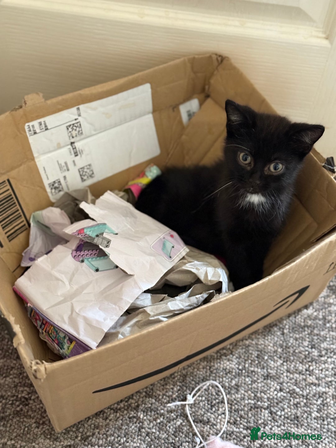 Mixed Breed cats for sale: Beautiful kittens ready for new home  - Image 10