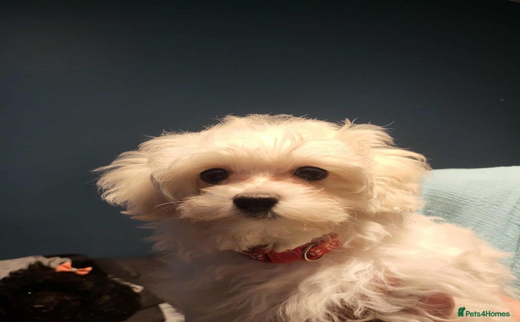 Maltipoo dogs - Advert 5