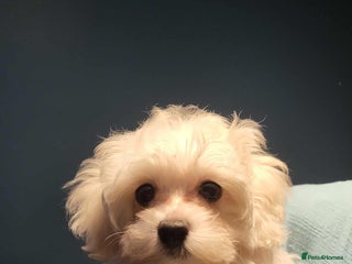 Maltipoo dogs - Advert 2