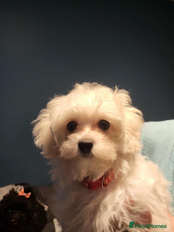 Maltipoo dogs - Advert 1