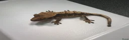 Gecko reptiles for sale: Various Crested geckos  - Advert 7