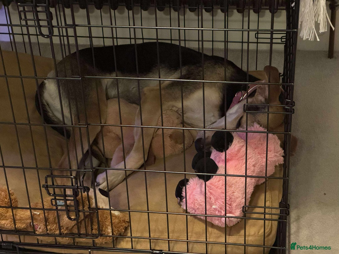 Mixed Breed dogs for adoption: Cahil , a sweet Cypriot girl  - Image 10