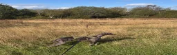 Whippet dogs for sale: Male blue whippet 1 year - Advert 3