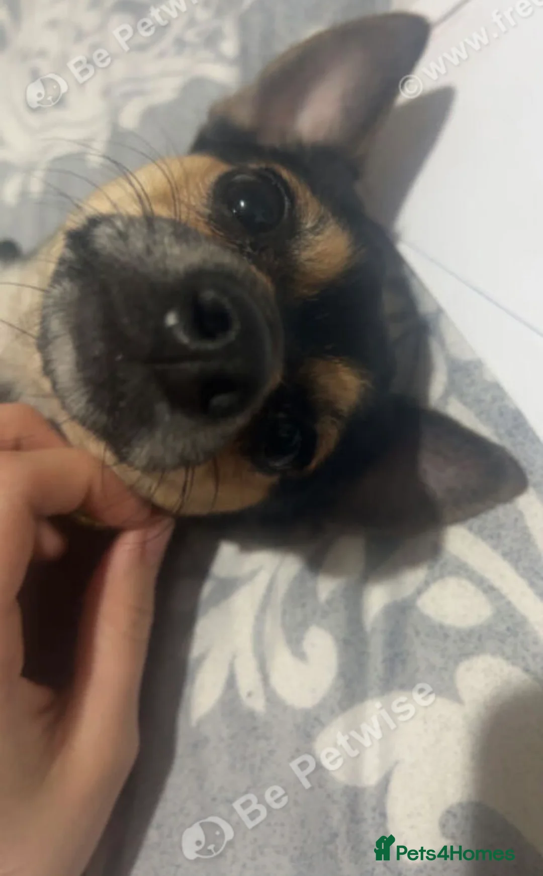 Chihuahua dogs for sale: Chihuahua girl  - Advert 2