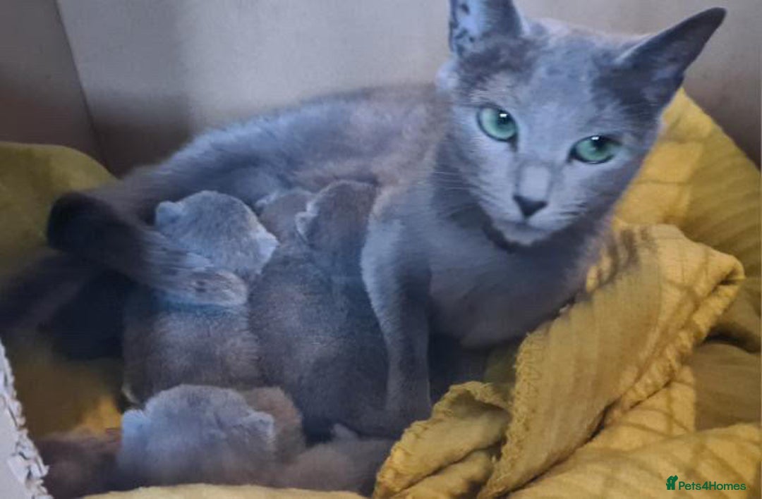 Russian Blue cats for sale: 4-month old Russian Blue girl kitten + extra - Image 4