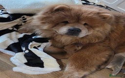 Mixed Breed dogs for sale: Chow Pei puppies - Advert 2