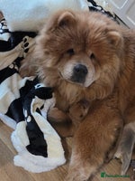 Mixed Breed dogs Chow Pei puppies - Advert 7