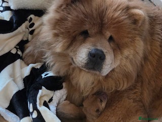 Mixed Breed dogs Chow Pei puppies - Advert 3